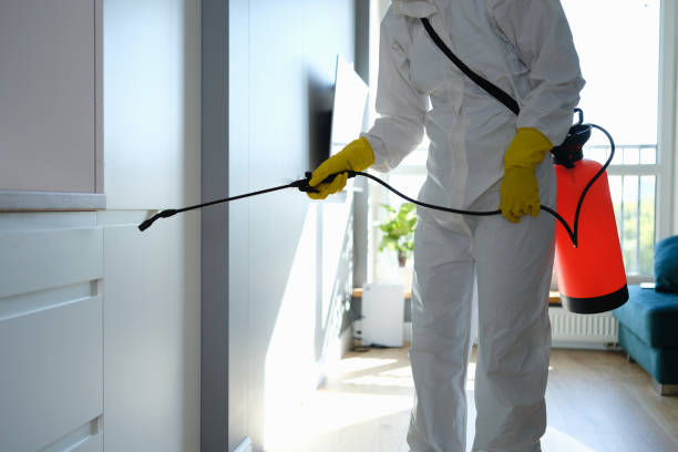 Best Certified Mold Removal  in , AR