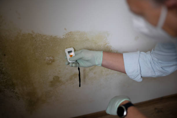 Best Toxic Mold Removal  in , AR