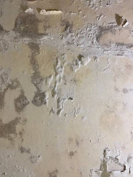 Best Professional Mold Removal  in , AR